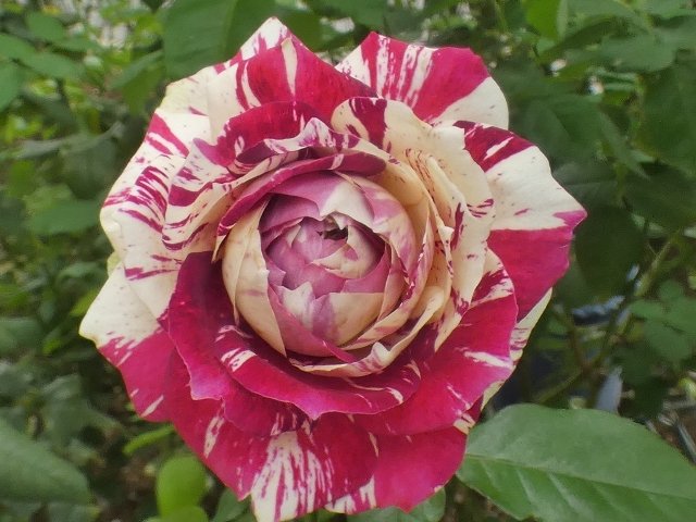 pinkrose発送休止中カート♡ CONVERSE ALL STAR SLIP Ⅲ OX PINK 22FW-I（コンバース オールスター