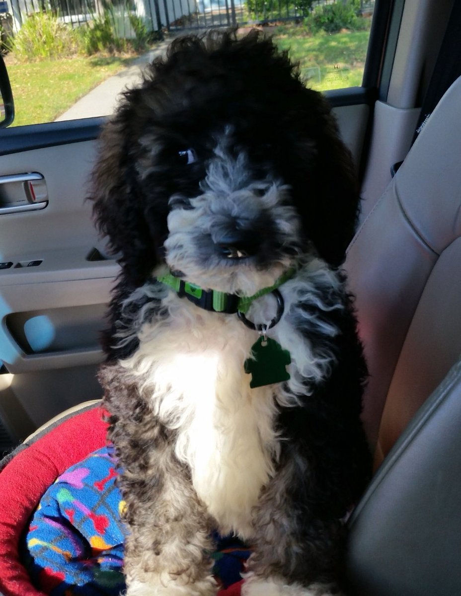 Question, $10k cash or spend a full day with a lost pet of your choice?