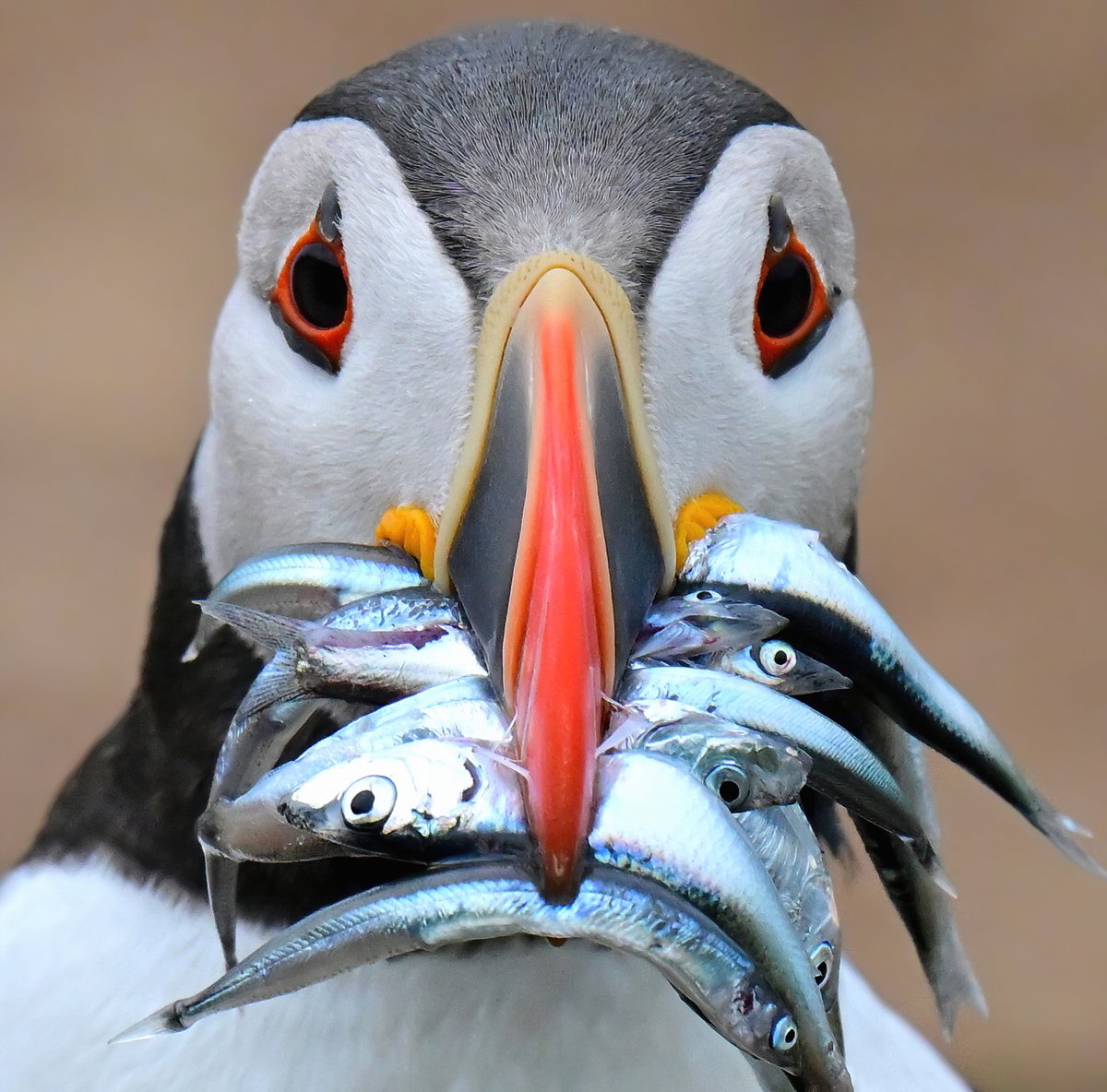 There's something fishy about this Puffin portrait... 😁
#TheDailyPuffin 🐦