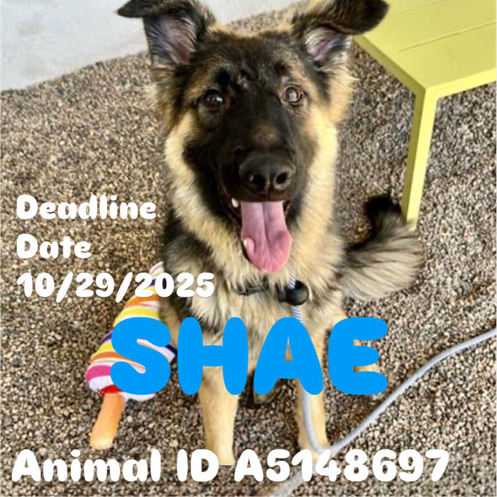 HeatherRankin3's tweet photo. Arizona these dogs will die in the morning please share we need fosters today APPLY NOW: https://t.co/9HQZ5tmmJh call/text 602-834-4911 or  https://t.co/GkJIL6yBZ9 after you apply you have to respond to the call or text to ensure he will be pulled and saved.
#arizona #phoenix https://t.co/i8UPORLUTo