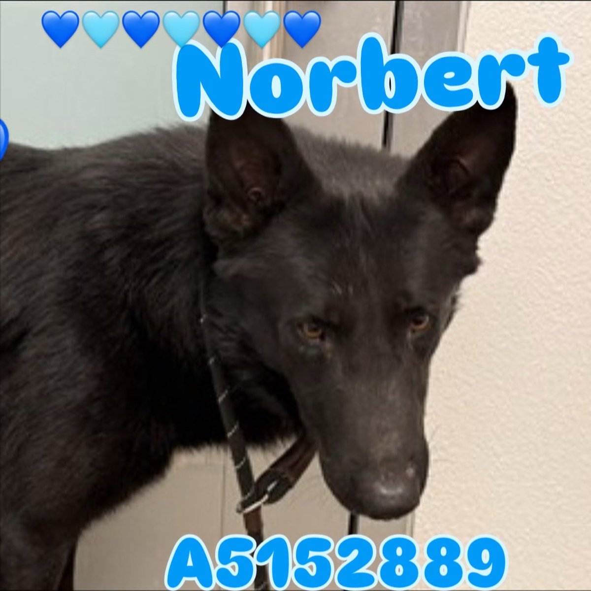 HeatherRankin3's tweet photo. Arizona these dogs will die in the morning please share we need fosters today APPLY NOW: https://t.co/9HQZ5tmmJh call/text 602-834-4911 or  https://t.co/GkJIL6yBZ9 after you apply you have to respond to the call or text to ensure he will be pulled and saved.
#arizona #phoenix https://t.co/i8UPORLUTo