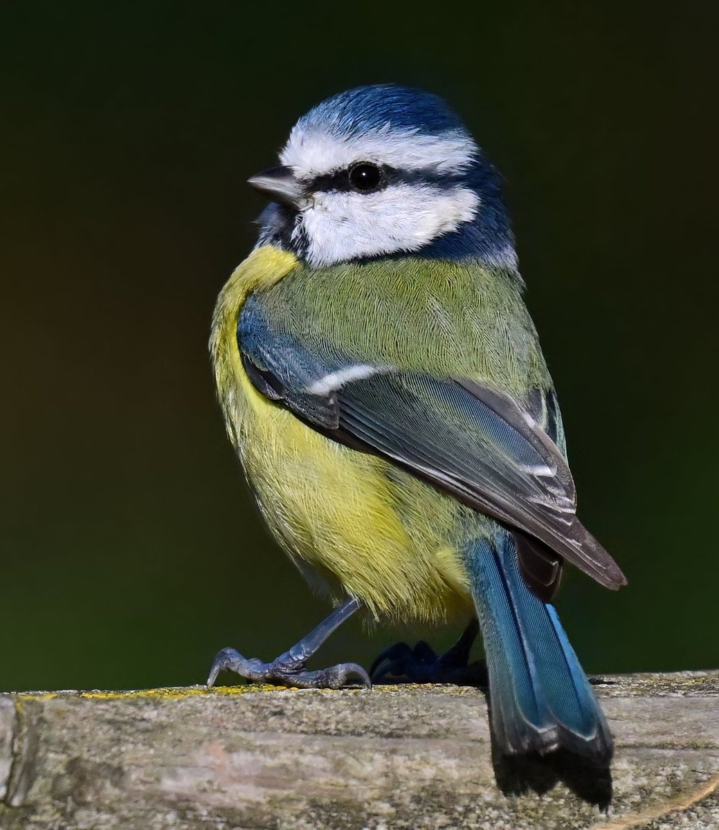 A gorgeous Blue Tit posed for me at RSPB Greylake this weekend. 😍😊🐦