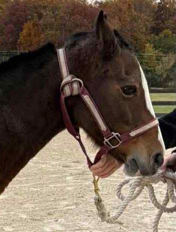 💔💔💔SUNSHINE ANOTHER THROWN AWAY SOUL. THE AMISH HAIR CUT SHOWS SHE GAVE HER ALL. WHO knows why this poor girl was tossed away but we need to help her! You can make a difference with a tax deductible donation 

paypal.com/donate/?campai…