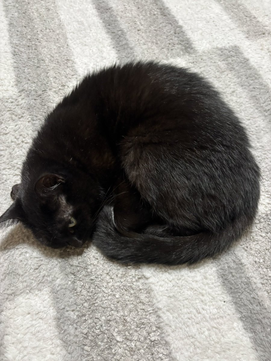 🐱おはようございますニャ✨

#黒猫
#猫好きさんと繋がりたい
#猫のいる暮らし