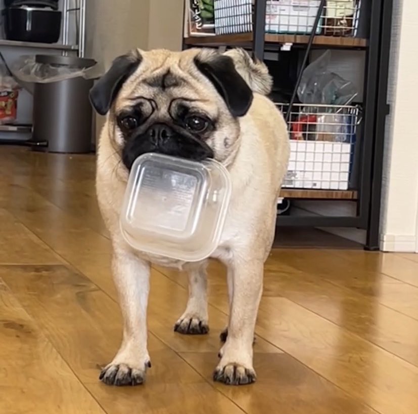 パグのぱぴぷぺ、パポ！ (@papo0424) / Posts / X