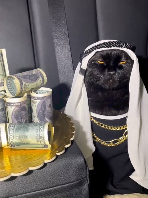 i don’t chase money.
money parks itself where i am. 😼