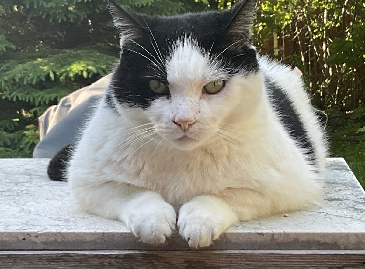 Dandylion tweet media