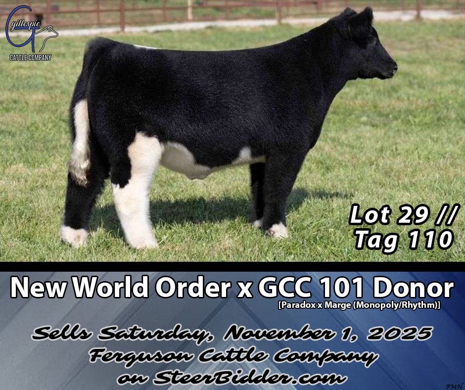 gillespiecattle's tweet photo. We’ve been way too quiet for our set of steers selling THIS Saturday on the Ferguson Cattle Company Sale on SteerBidder!

•Lots 29 &amp; 38 | New World Order x GCC 101 Donor•
•Lot 42 | Here I Am x GCC 122 Donor•
•Lot 46 | Anything Goes x Piffer 4•

🔗https://t.co/jGyEBfbNdG https://t.co/7TO7rdifEN