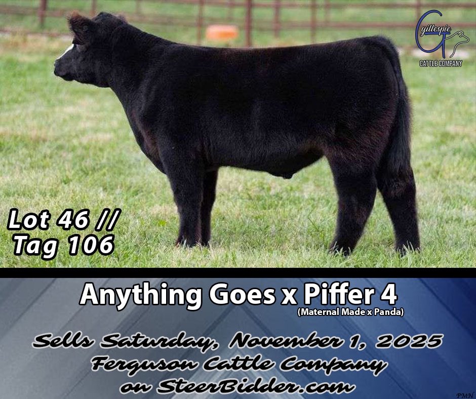 We’ve been way too quiet for our set of steers selling THIS Saturday on the Ferguson Cattle Company Sale on SteerBidder!

•Lots 29 &amp; 38 | New World Order x GCC 101 Donor•
•Lot 42 | Here I Am x GCC 122 Donor•
•Lot 46 | Anything Goes x Piffer 4•

🔗steerbidder.auctioneersoftware.com/auctions/10851