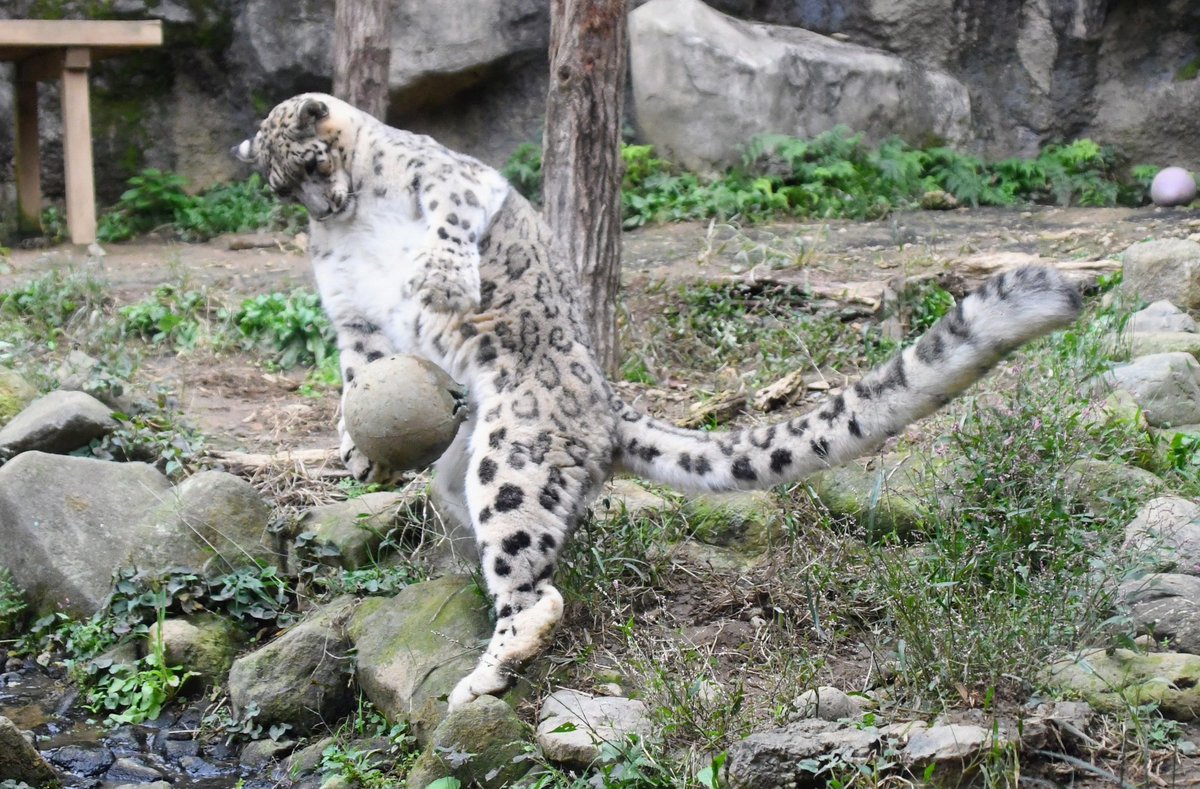 太陽と蟻 アキ on X