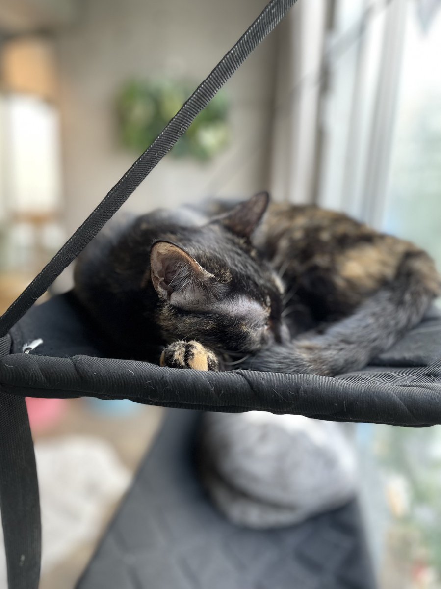 キョウコ🐾 on X