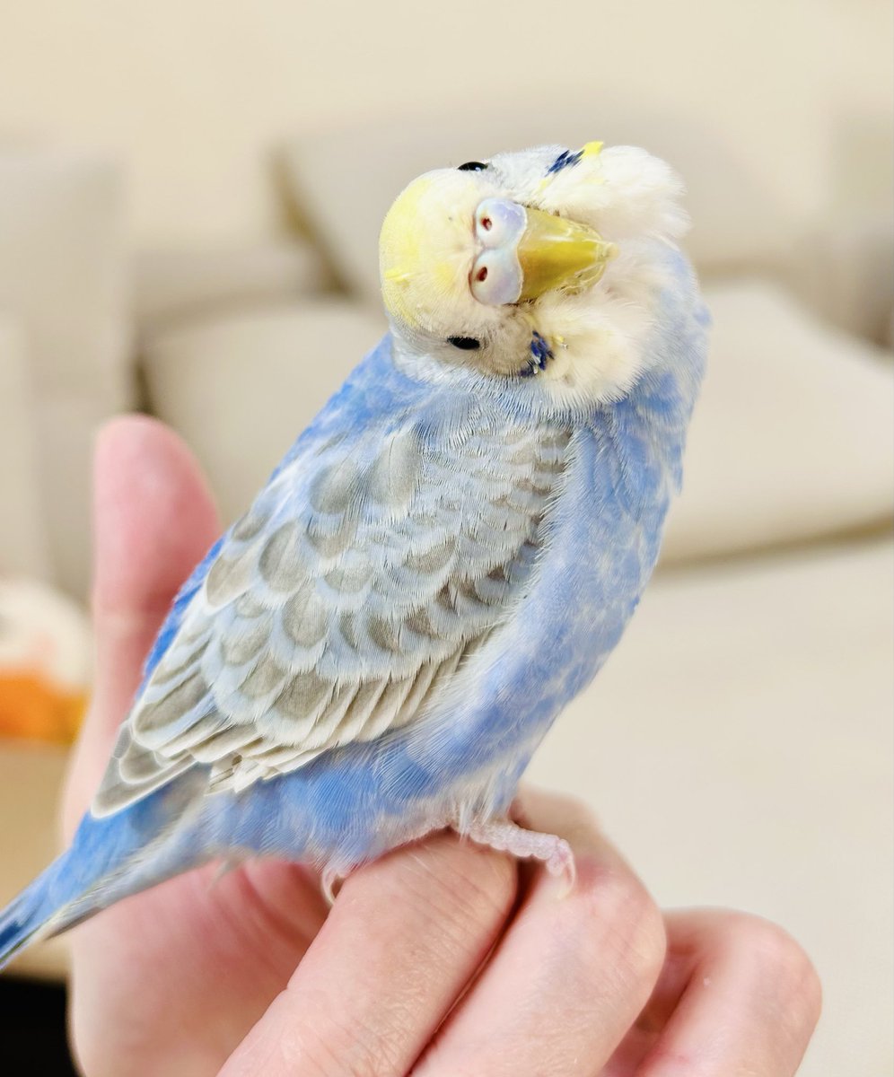 セキセイインコ　a⑥ リアルサイズセキセイインコ | TinyBooBoo