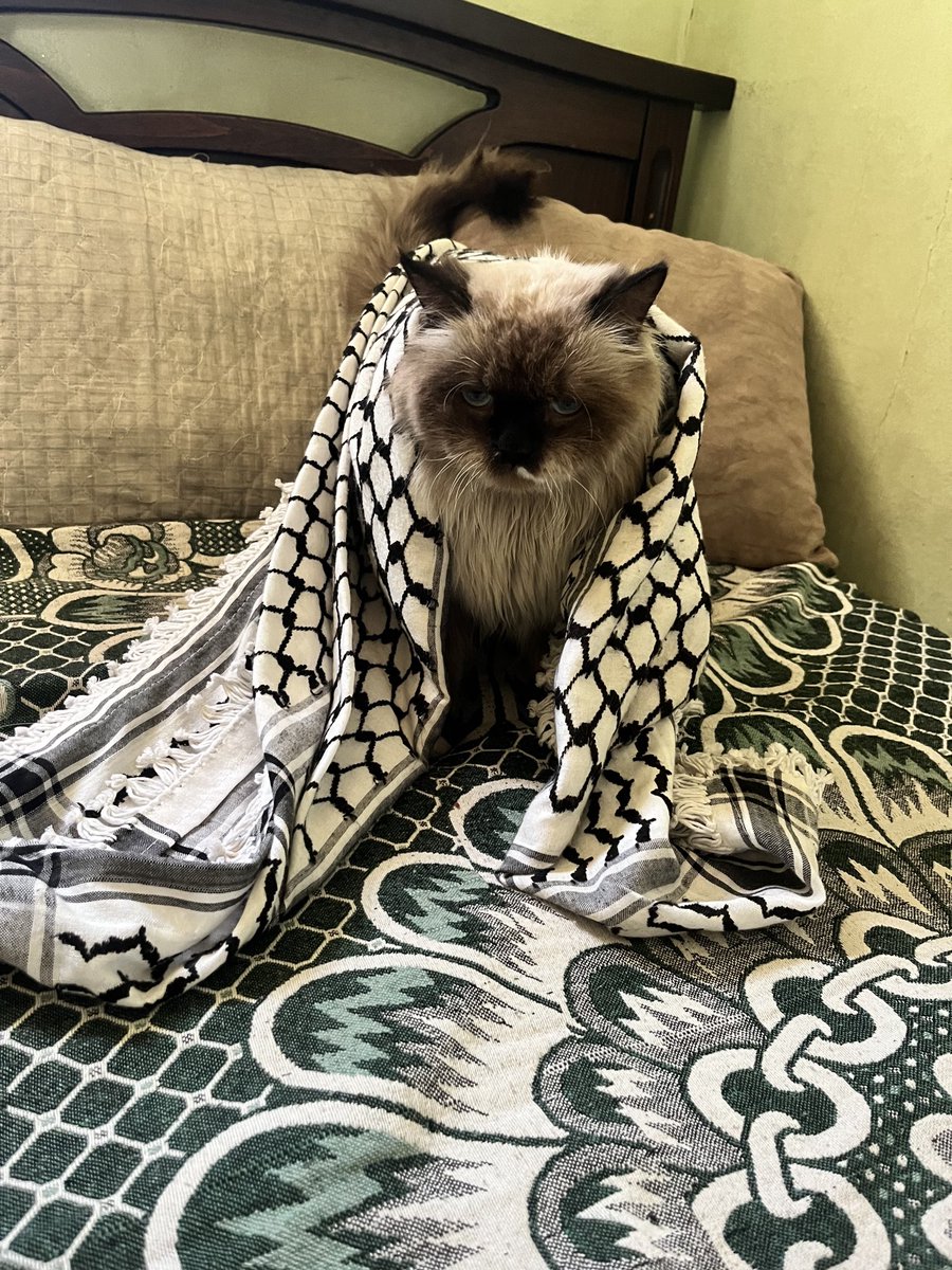 MOHAMMED𓂆 tweet media