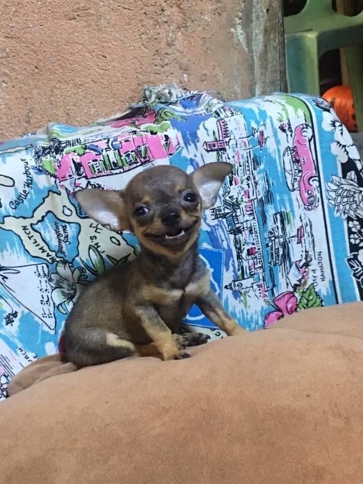 💖 (@twaniimals) on Twitter photo 