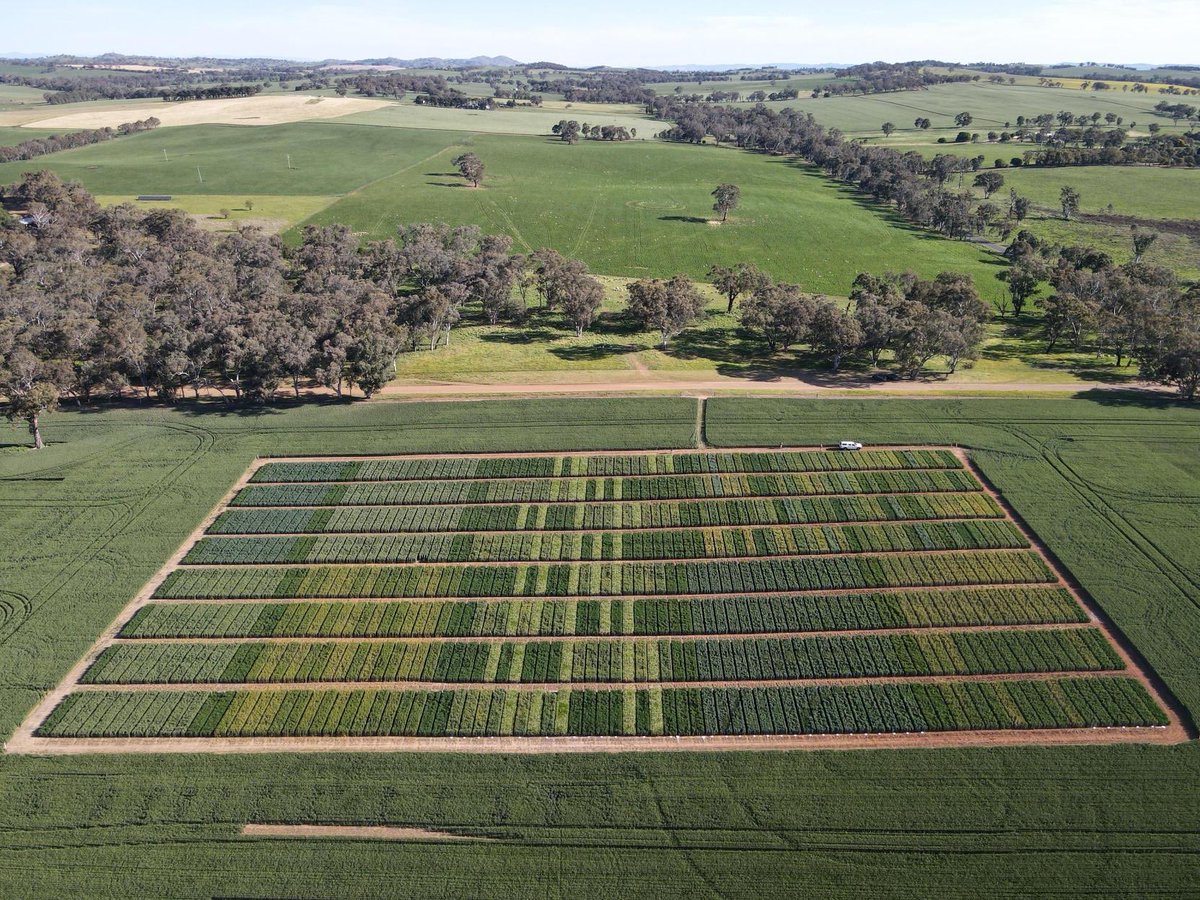 That’s a wrap! Nine mainland field days across four states. Thanks to all for supporting and contributing to the discussions, particularly our guest speakers. Very diverse regional disease pressure. Tasmania not forgotten join us on 20 November. faraustralia.com.au <a href="/theGRDC/">GRDC</a>