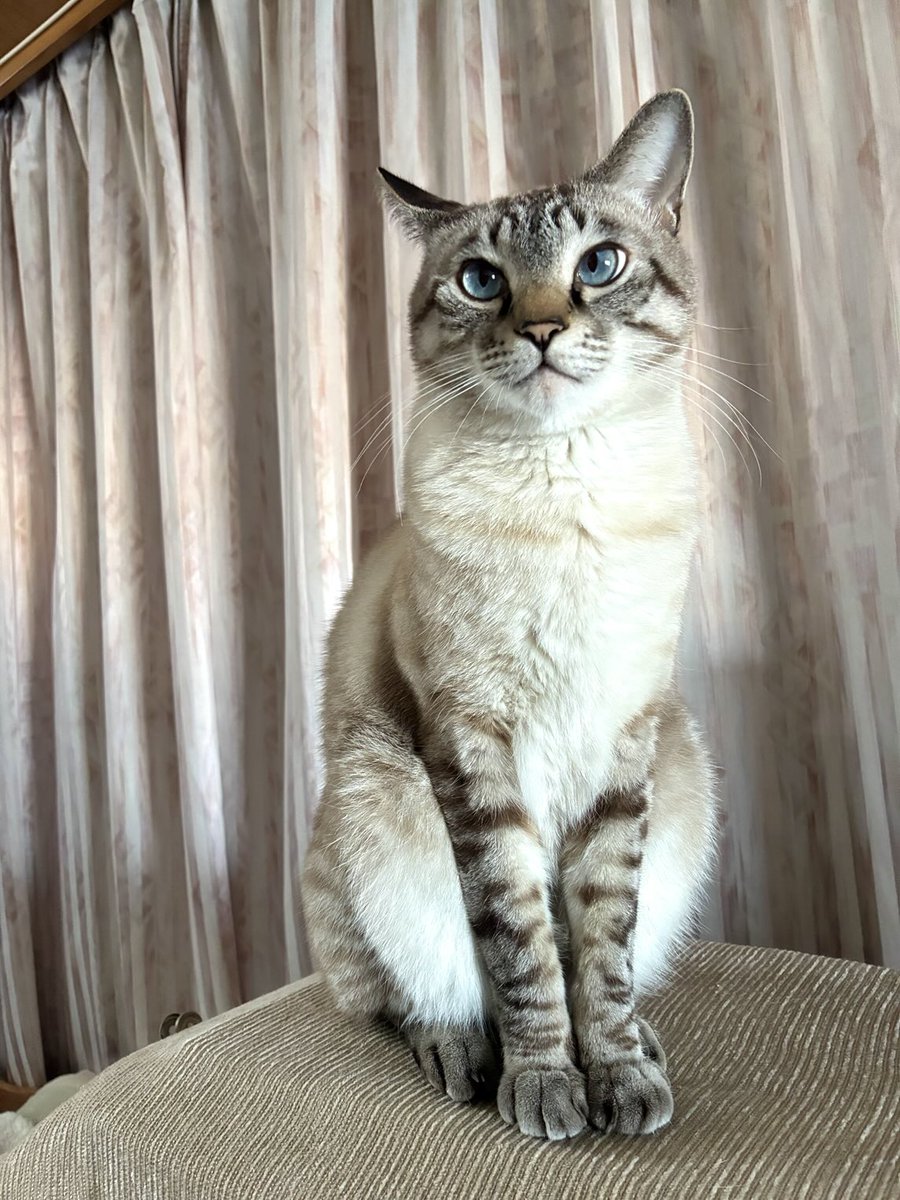 そら🐾 (@_sora0613_) / Posts / X