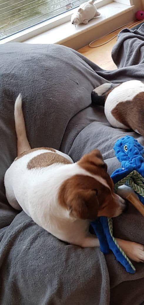 patrickjackso09's tweet image. It's my 4th birthday today!