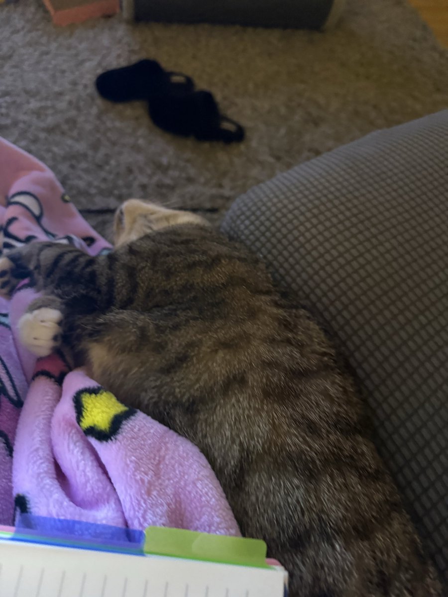 NASHUNAL CAT DAY?!!?? i’m selabrayt bye sleep. how yu selabrayt?!!!