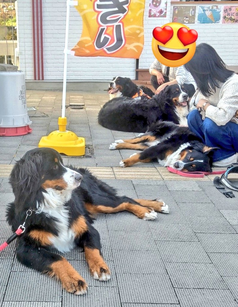 coco_bmd's tweet photo. バーニーズなんて集まったところでただただのんき https://t.co/ZfifL76DqE