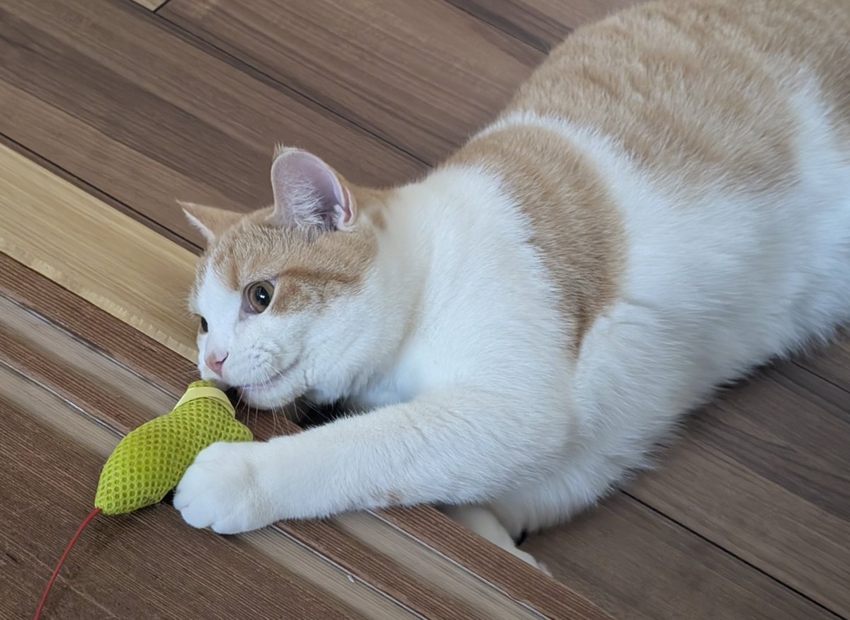 ともりん ピンクと水色の組み合わせ 大好き☺️💓 桃の花もきれいだったな