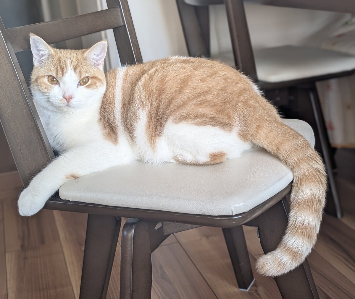 ともりん( ´ω`)つ🇯🇵 (@tomorin76) / Posts / X