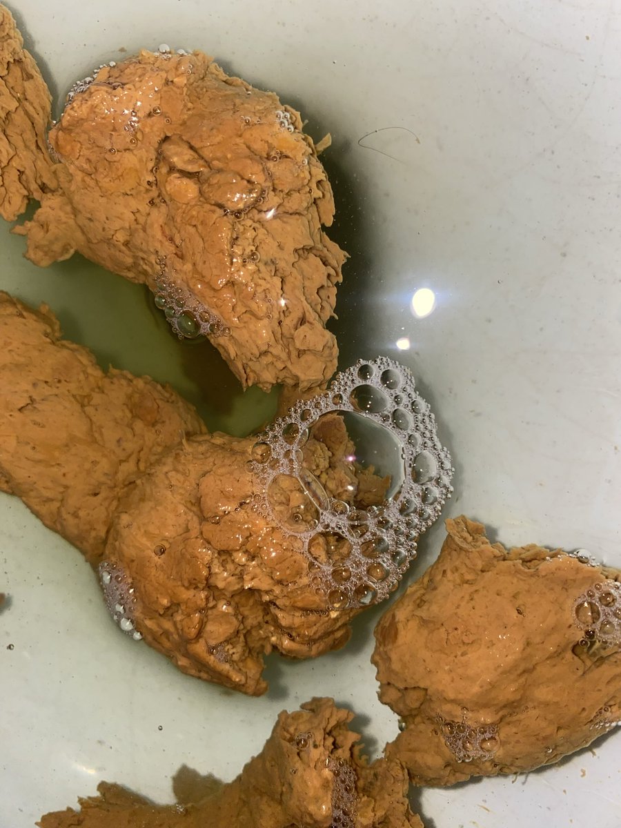 pigscatvzla's tweet photo. La cosecha del día: Flores de tierra, ligeras y porosas. Cada pieza es una esponja de sabor, sumergida en un caldo misterioso. Directo del huerto submarino.
#scat #scatgay #scatmen #poop #poopgay #poopmem #cagando #hombrecagando #shitting #pooping #eatpoop #eatshit #piggay https://t.co/TtEZAoBAsn