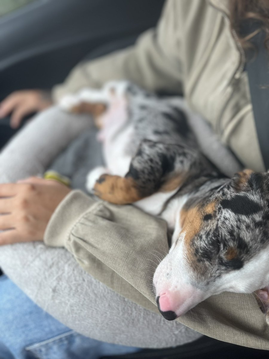 msarabii's tweet photo. Te amo bbzinho vou comprar um sítio só p vc brincar https://t.co/0saBdDiRgH