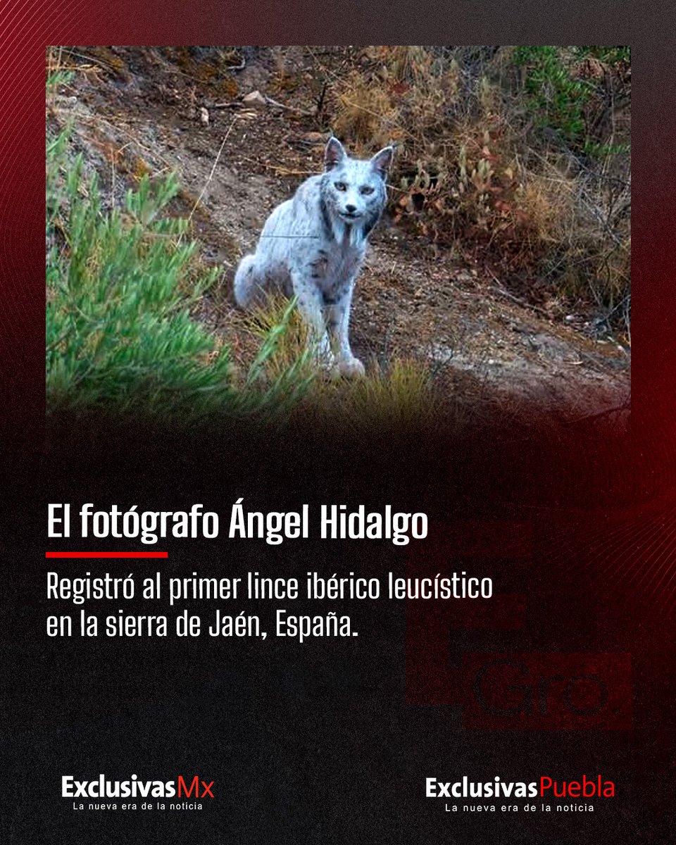 XclusivasPuebla's tweet image. 🌟 Lince leucístico en Jaén por Ángel Hidalgo: Primer registro en España, pelaje blanco genético. ¡Rareza mundial! 🐾
.
#ExclusivasPuebla #ExclusivasMx #LinceIbérico #AngelHidalgo