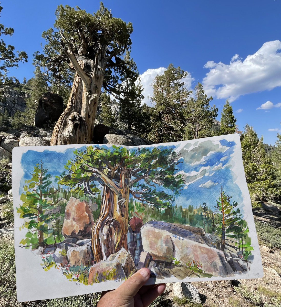garygeraths's tweet image. 3 week watercolor and ink painting adventure up in the Sierra Nevadas mountains outside of Bridgeport. Beautiful deep canyons, granite walls, sparkling waterfalls and ancient Bristlecone pines…loved painting up in the cool weather and fresh air.
