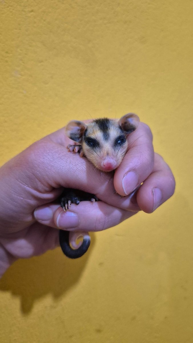 Llegaron 2 bebes más. Manejen con cuidado! 🥹 las mamás cruzan y se encandilan con las luces, y ellos quedan huerfanitos 💔
