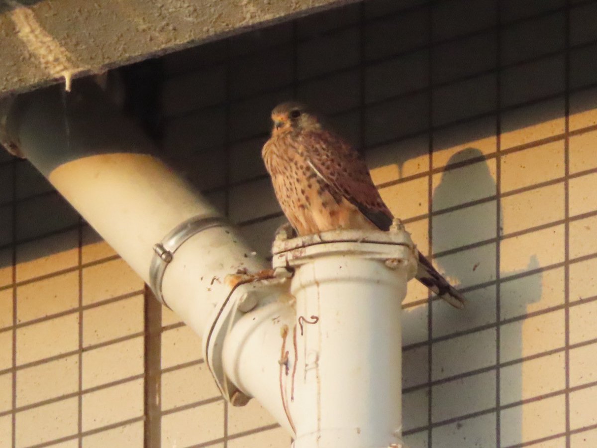 昨日の夕散歩　チョウゲンボウが戻ってきた🦅
#チョウゲンボウ
