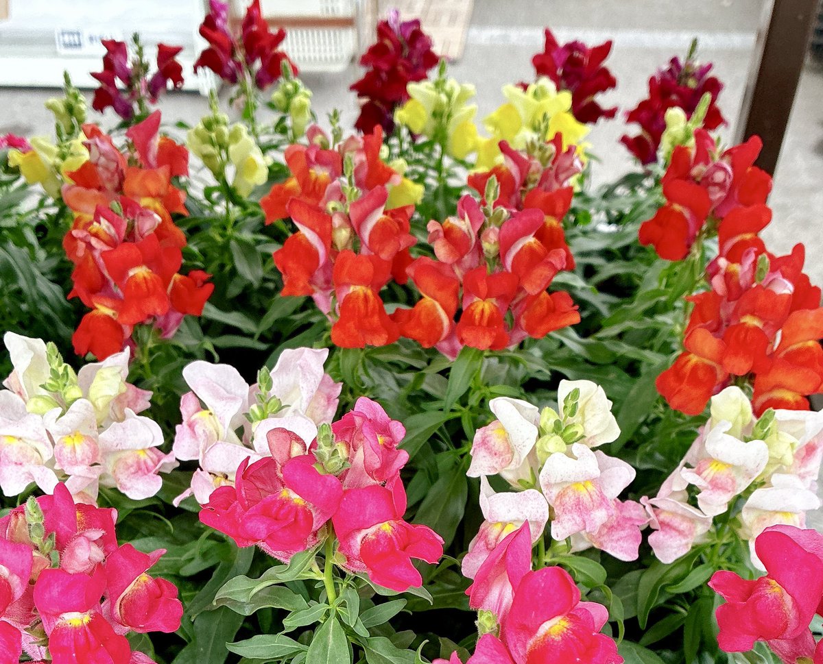 はな✲゜* はまさん こう adidas-ZX8000-atmos-G-SNK-4-