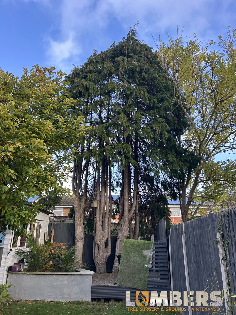 LumbersNW's tweet photo. Qualified &amp; Insured

#treesurgeon #wirral #chester #Liverpool #TreeCare #GroundsMaintenance #freequotes #treesurgeonwirral #treesurgeonliverpool #treesurgeonchester https://t.co/CbNECA4YMZ