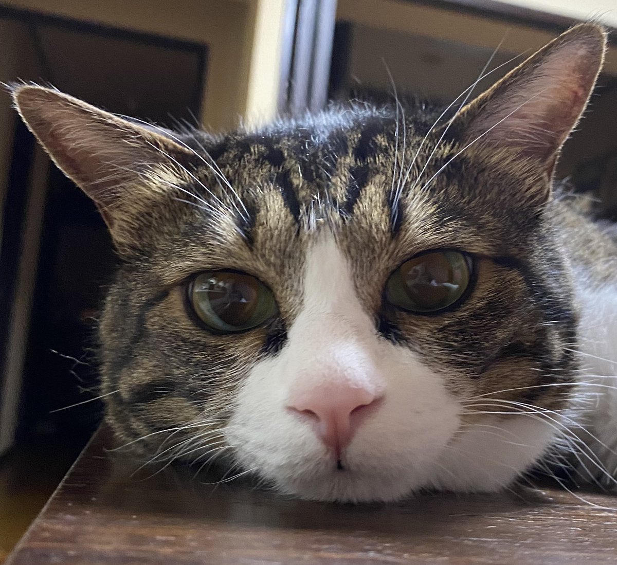 みーページ アシトレスニーカー – BMZ公式