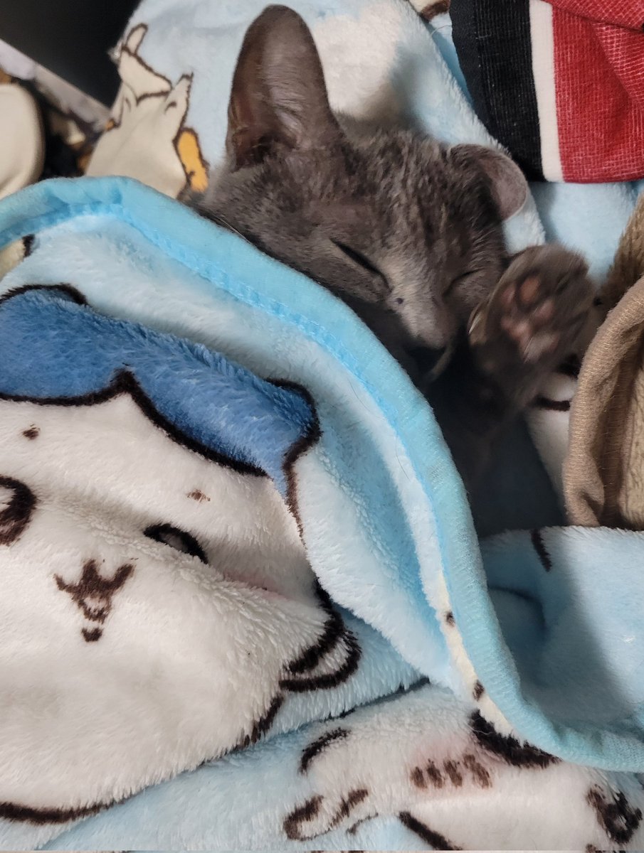 るる。ページ 淡水パール×チェーンネックレス｜BIGI online store