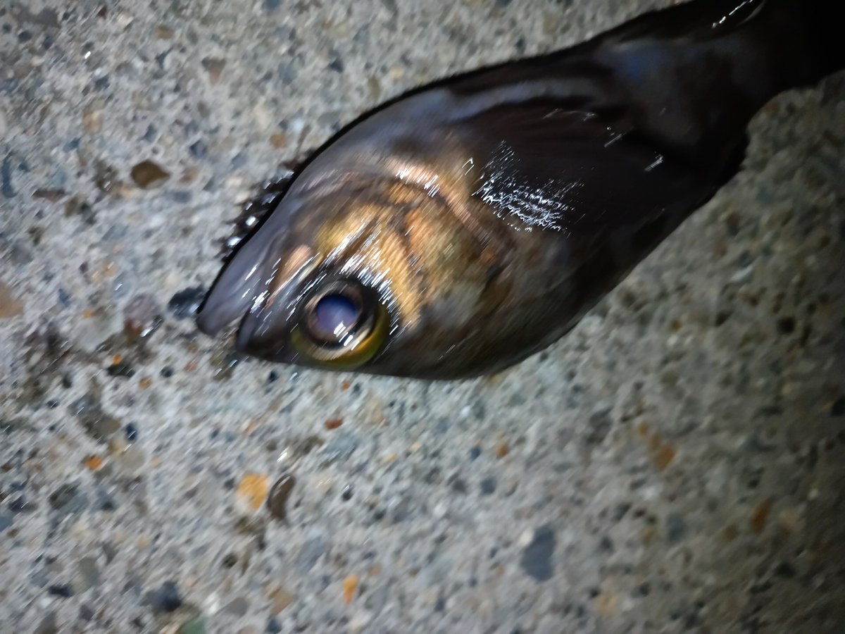 仕事忙しいですが息抜きで行ってきました
底近くになるとカサゴは反応良しでメバル釣れないかなぁと思いつつ探っているとようやくメバルの顔が見えました〜
海藻生えれば良くなるかも

#メバル
#メバリング 
#釣り
#月下美人
#ダイワ
#ブーティシェイク 
#マグバイト
#アジキラーフィール