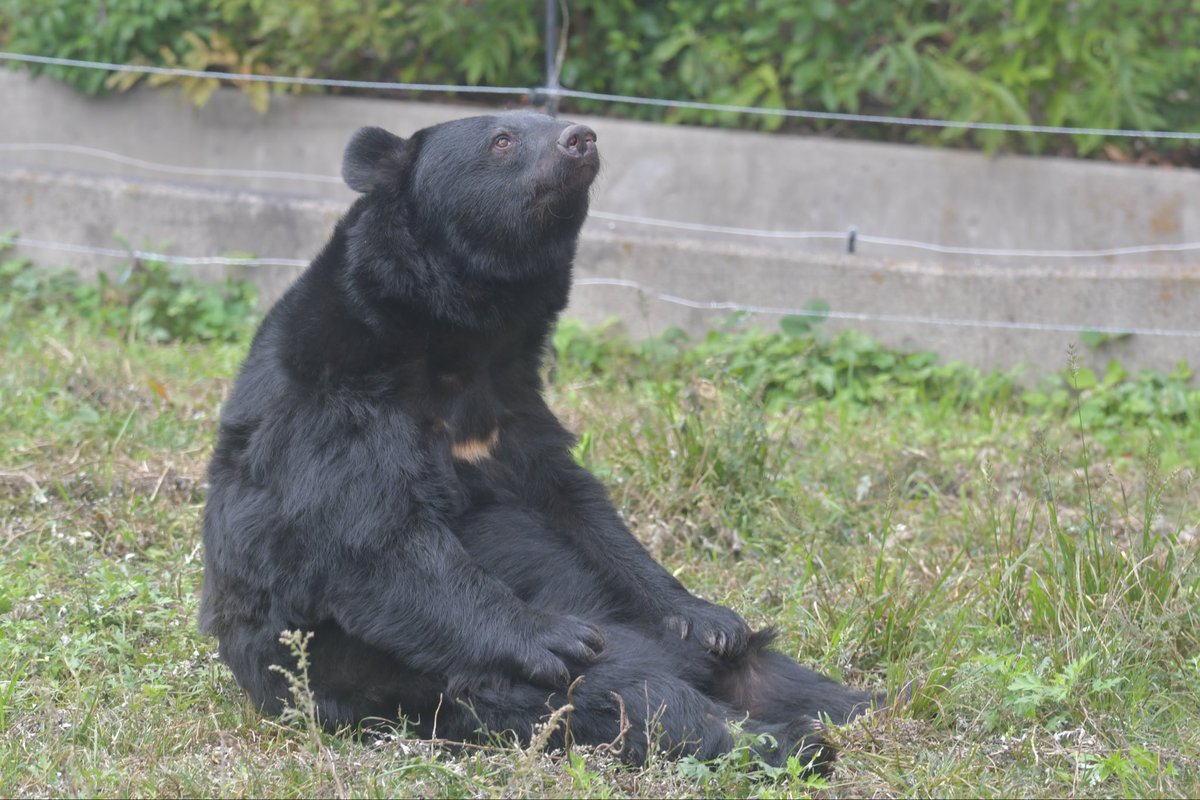 ツキノワグマ　下顎 即納☆お勧め！☆ツキノワグマの頭骨 ☆ 埼玉県捕獲 - 頭骨・骨格標本