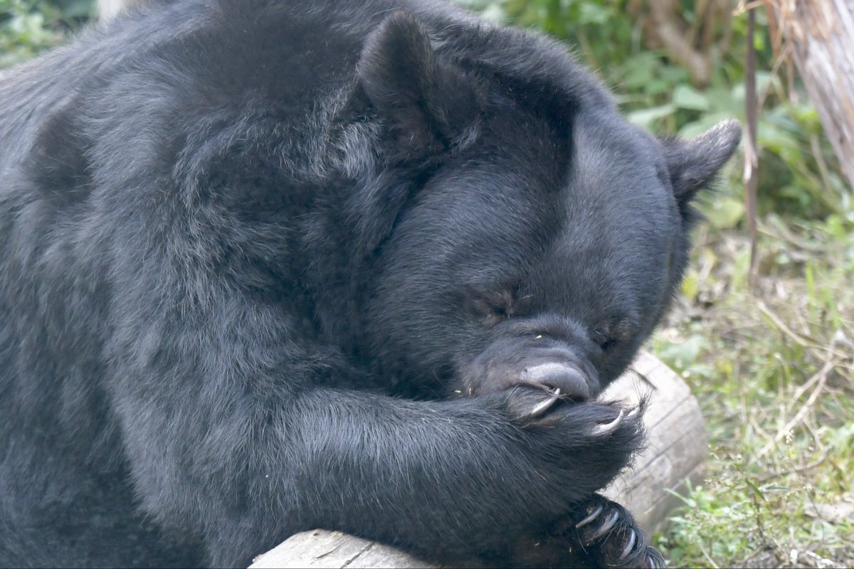 ツキノワグマ 下顎 ツキノワグマ 原寸大頭骨レプリカ | アンフィ合同会社