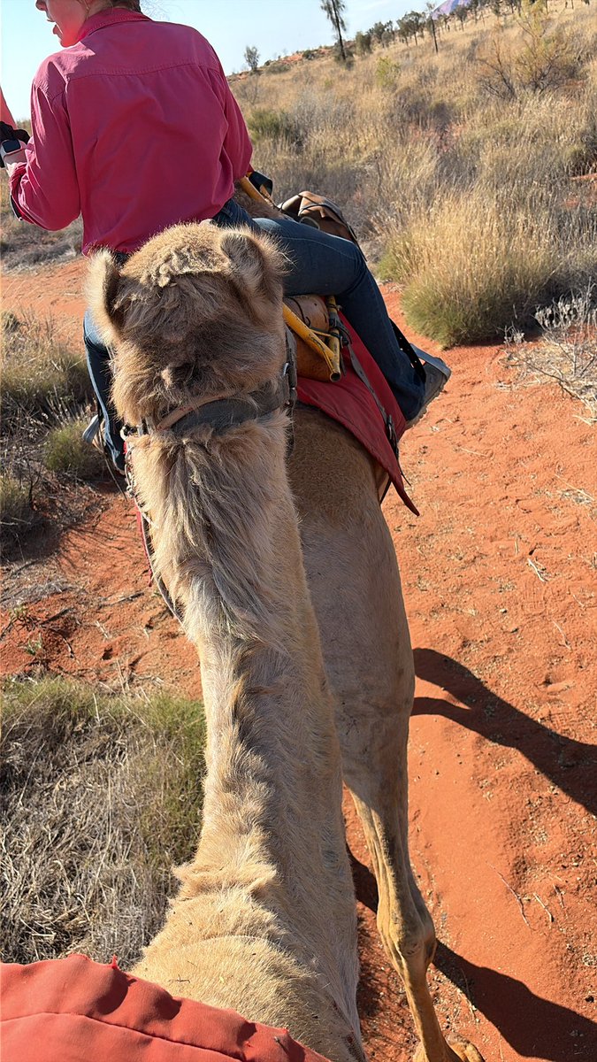 0xbm12's tweet photo. @ifarmuretard My camel love u SV https://t.co/xAUhHGcyHb