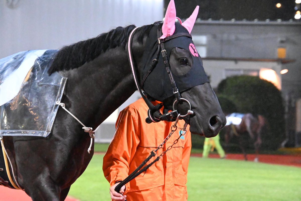 馬のいる景色 なかちぃ on X