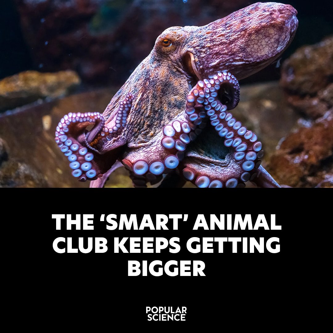 There is “strong scientific support” for attributing consciousness to mammals and birds—and maybe more. trib.al/l5D6QL8