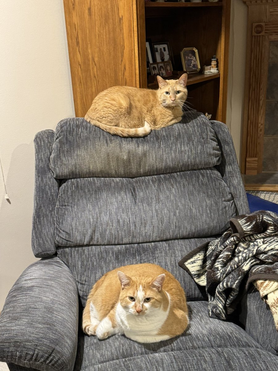BoomerFSD's tweet photo. No use in trying sit here. Move along. We own it. #NationalCatDay https://t.co/gTM6inQj55