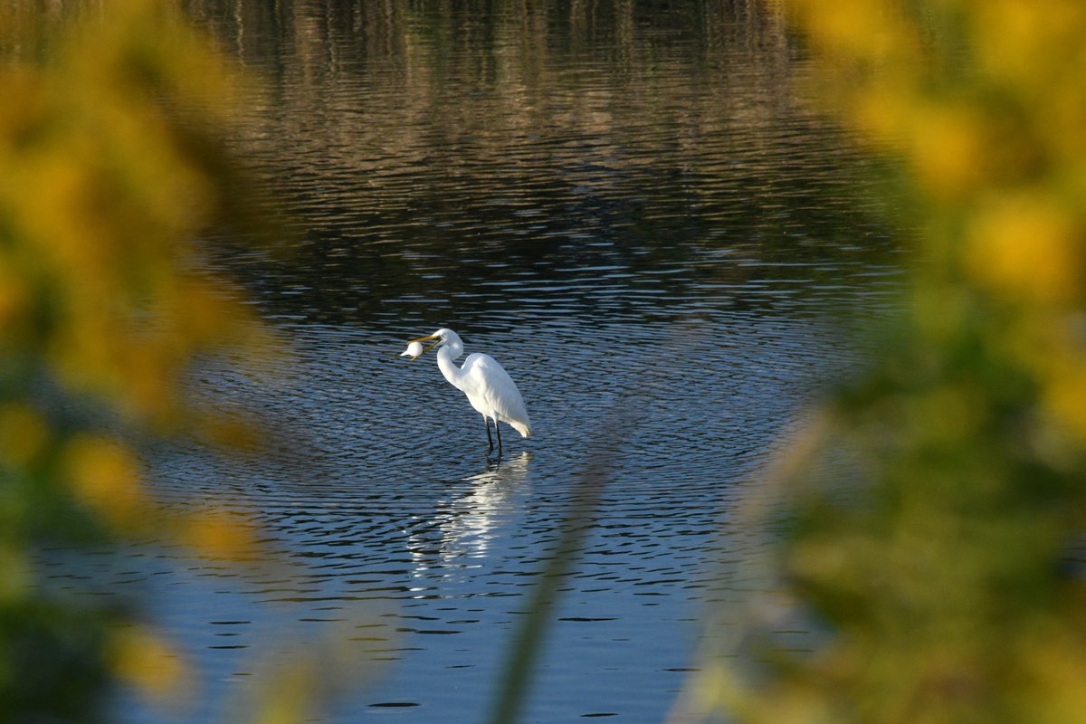 それは食べれません！
偽イチジクです。
下水整備がされてから久しいですが未だにこんな物を岸辺で見かけます。