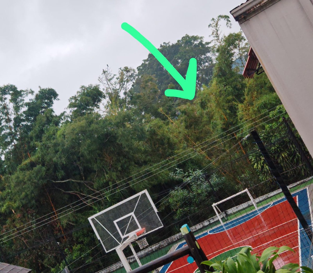 tomchL's tweet photo. Nunca antes había visto como un rayo parte un árbol.

Y nunca antes había estado tan cerca de un rayo. https://t.co/y9aFiWEs9a