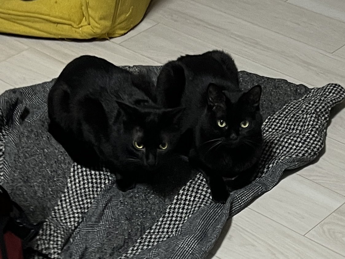 月刊黒猫様　村田森さん　玉露茶器 黒猫おはぎ🐈‍⬛林遊眠@劇団ショウダウン on X