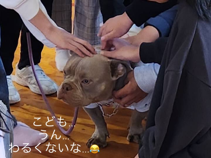 mofumofu111122's tweet photo. 犬や猫は野生動物ではないから、
外に居るのは緊急事態🆘でもあり…
事故に遭ったり増えすぎたり悲しいことに。簡単ではないけど保護して避妊去勢手術(補助がある自治体あり)を。

家族で相談の上 #保護猫 #譲渡会 #里親 
猫さんにぜひ会いに来てください #ねこのいる暮らし𓏲𓎨 (@entane50) #山形県 https://t.co/6ifVqj51Ec