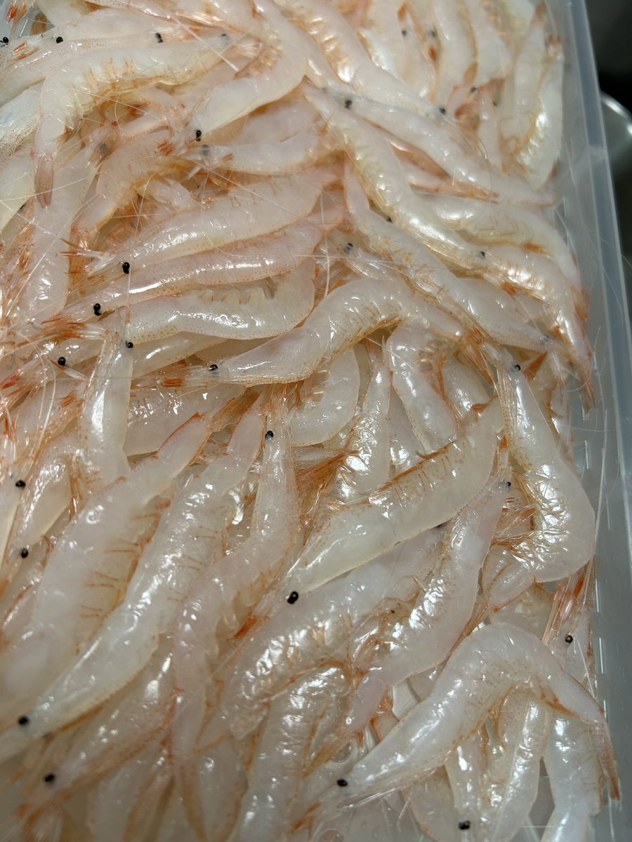 魚虎 うおとら on X