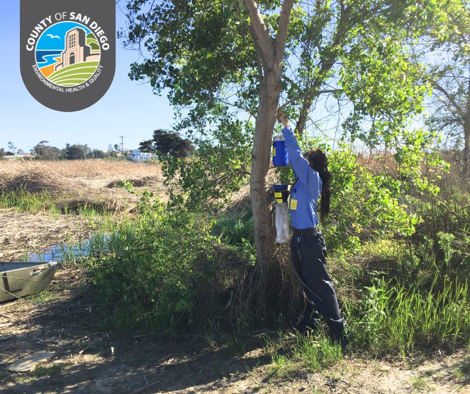SDEnvirohealth's tweet image. Meet our #VectorControl team! 🦟 They’re out in the field every week inspecting mosquito breeding sites to help prevent the spread of diseases like West Nile virus.

Their work keeps our communities safe — one inspection at a time! Explore more at sdfightthebite.com