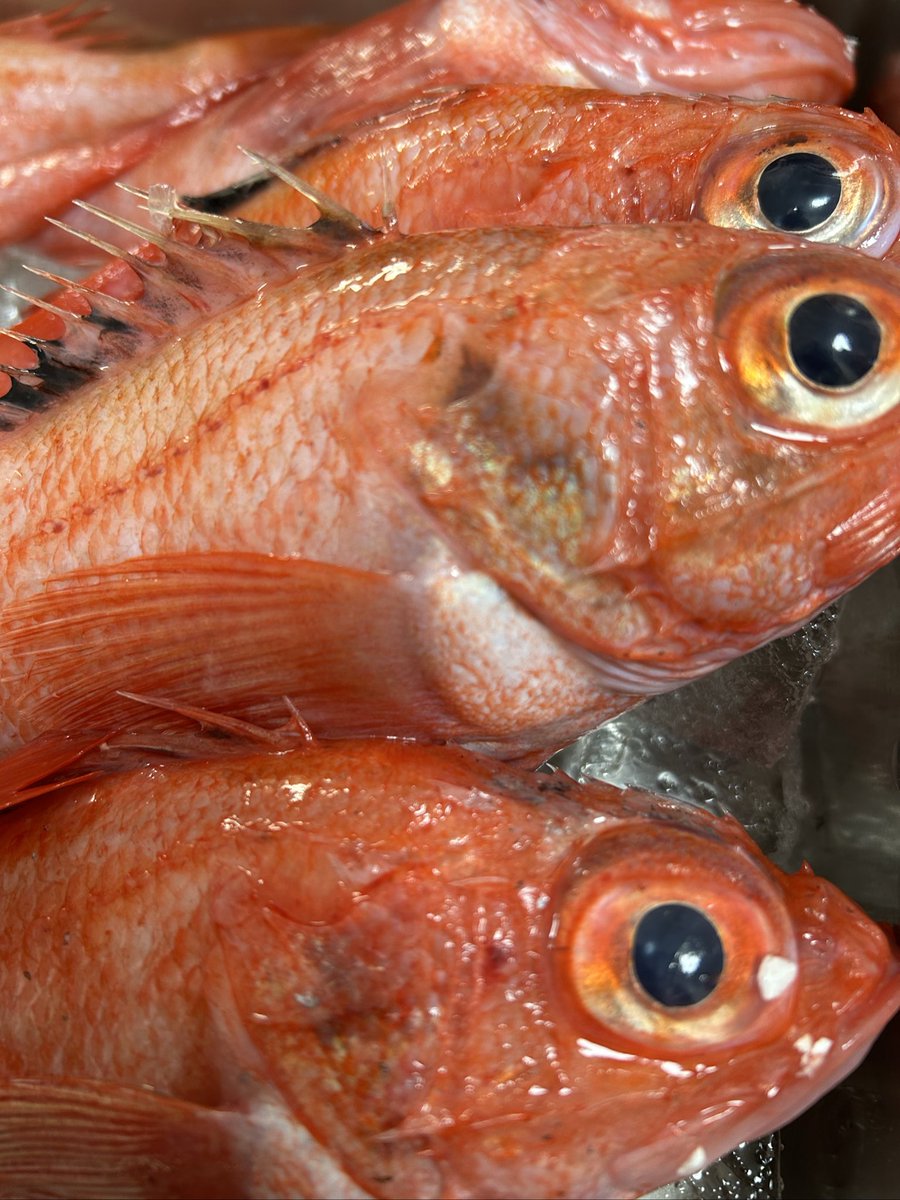 魚虎 うおとら on X