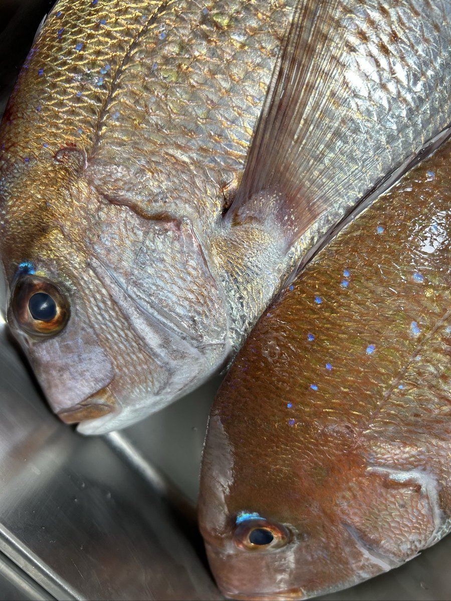 魚虎 うおとら on X